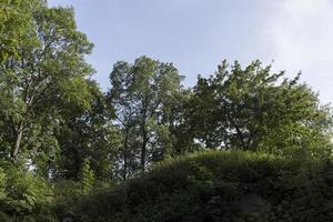 verschillend bomen groeit samen in de Woud foto