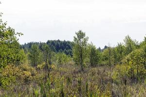 moerassig terrein met planten in zomer foto