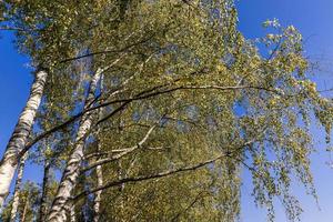 zonnig herfst weer in een berk Woud met een blauw lucht foto