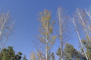 zonnig herfst weer in een berk Woud met een blauw lucht foto