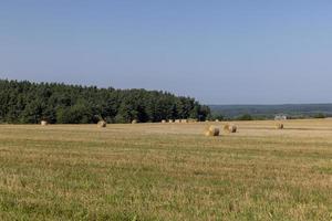 een veld- met granen in de zomer foto