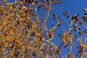 vergeling esdoorn- gebladerte in de herfst seizoen foto