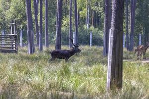 hert resting in heet weer foto