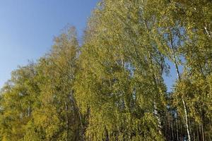 zonnig herfst weer in een berk Woud met een blauw lucht foto