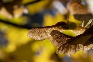 vergeling esdoorn- gebladerte in de herfst seizoen foto