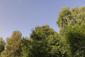 gemengd Woud met bomen van verschillend soorten in de zomer seizoen foto