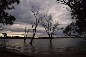 silhouet bladerloos dood boom staand in de bowna wateren reserveren natuurlijk parklandschap Aan de waterkant van meer hume, albury, nieuw zuiden Wales, Australië. foto