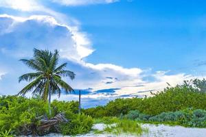 caraïben strand Spar palm bomen in oerwoud Woud natuur Mexico. foto