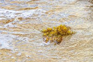 vers geel zeewier zeegras sargazo strand playa del carmen Mexico. foto