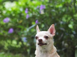 schattig bruin kort haar- chihuahua hond op zoek omhoog merkwaardig Aan groen tuin achtergrond met kopiëren ruimte foto