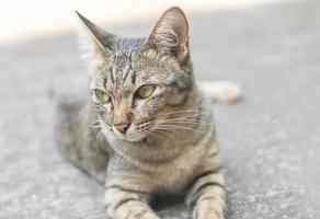 grijs kat aan het liegen naar beneden Aan cement verdieping en op zoek zijwaarts. foto