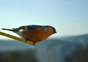 goudvink vogel foto. foto