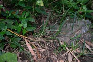 wild planten groeit in de tuin foto