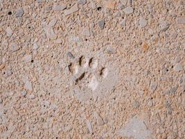 top schot foto van een kat poot voetafdruk Aan een beton pad