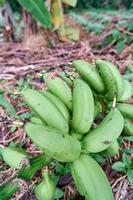 detailopname van bananen in de tuin groeien. vers bananen zijn in de tuin. foto