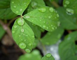 prachtig groen blad met druppels water foto