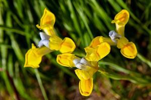 geel iris bloemen in de veld- foto