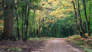 herfst in de Nederlands Woud. Speulderbos de nederland. foto