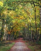 herfst in de Nederlands Woud. Speulderbos de nederland. foto