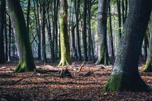 herfst in de Nederlands Woud. Speulderbos de nederland. foto