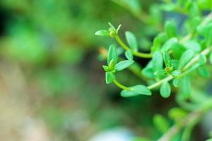 portulaca oleracea gemeenschappelijk postelein, ook bekend net zo verdolaga, varkenskruid, weinig berenklauw, rood wortel, postelein, en mos roos foto