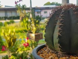 populair binnen- planten elementen en vetplanten rozetten variëteiten inclusief pin kussen cactus realistisch verzameling foto