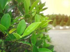 detailopname natuur visie van groen blad in tuin Bij zomer onder zonlicht. foto