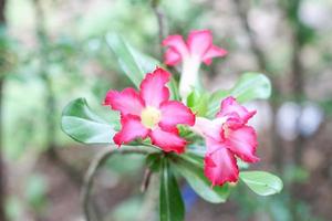 de roze azalea is bloeiend in de park. foto