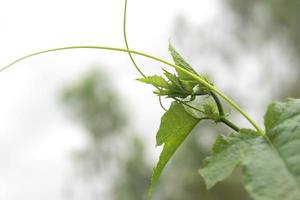 natuurlijk groen planten landschap gebruik makend van net zo een achtergrond of behang. foto