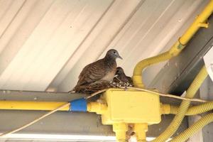 de moeder vogel en de baby vogel nest Aan de pvc pijp. geel pvc pijp, zetten elektrisch draden binnen. foto