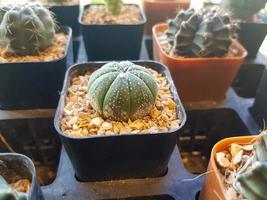 populair binnen- planten elementen en vetplanten rozetten variëteiten inclusief pin kussen cactus realistisch verzameling foto