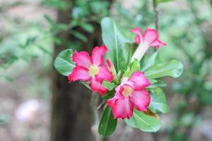 de roze azalea is bloeiend in de park. Aan heet dagen in Thailand foto