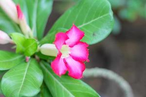 roze azalea is bloeiend in de tuin. dag in zomer in Thailand foto