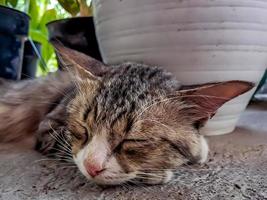 de rustiek grijs kat slapen vredig in voorkant van de terras is zo aanbiddelijk foto