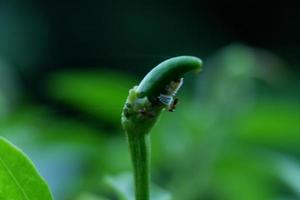 groen weinig Chili foto