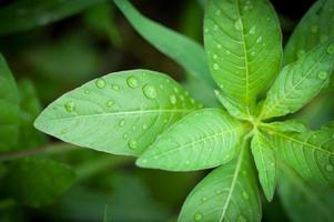 prachtig groen blad met druppels water foto