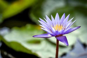 lotus foto