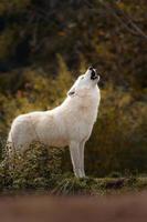 arctisch wolf in herfst foto