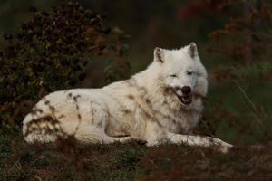 arctisch wolf in herfst foto