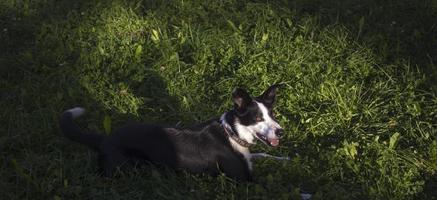 hond is aan het liegen in gras in park. de ras is grens collie. achtergrond is groente. foto