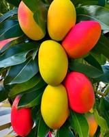 geel mango fruit foto