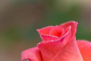 close-up van roze roos met waterdruppels