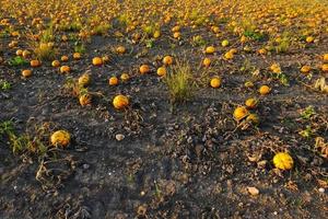 duizenden van pompoenen voor halloween gedurende zonsondergang foto