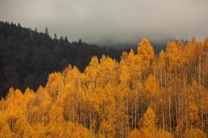 kleurrijk herfst landschap in de berg dorp. mistig ochtend- in de Karpaten bergen in Roemenië. verbazingwekkend natuur. foto