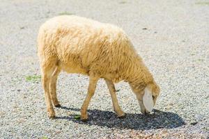 schapen op onverharde weg foto