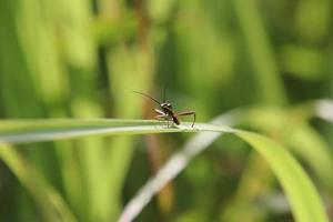 waar insect Aan een blad van gras foto