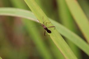 waar insect Aan een blad van gras foto