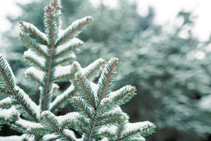 net Afdeling in de sneeuw met kort naalden detailopname. natuurlijk achtergrond, groen Kerstmis boom textuur, winter patroon. kerstmis, nieuw jaar. ruimte voor tekst. selectief focus foto