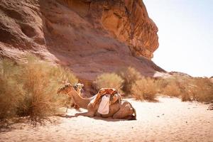 twee paar van Jordanië kameel rust uit Aan heet zand Aan mijlpaal wacht voor ruiters in extreem warmte foto