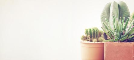 divers van cactus fabriek pot met wit achtergrond en kopiëren ruimte met retro filter effect, banier stijl voor tekst foto